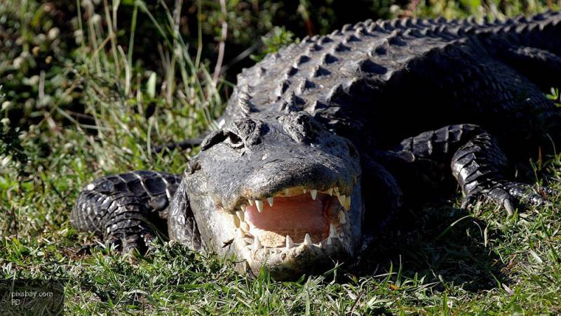 Заснувший на пляже в Мексике рыбак оказался в пасти крокодила