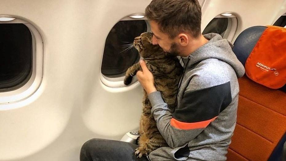 "Аэрофлот" лишил пассажира бонусных миль из-за толстого кота