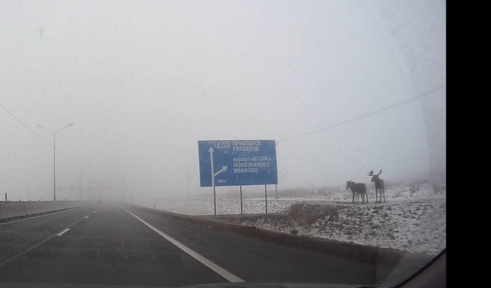 Водители испугались монумента с лосями на Новоприозерском шоссе