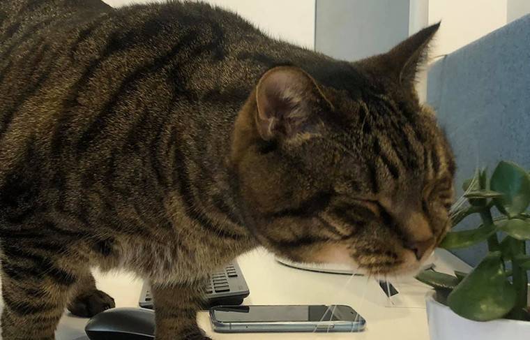 Хозяин толстого кота пообещал посадить его на диету перед новым полётом