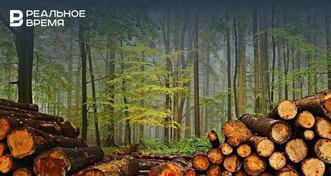 В Казани высадили 1,5 тыс. деревьев взамен вырубленных