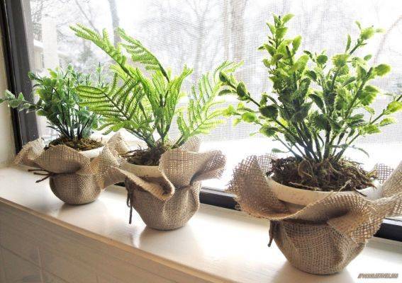 Ученые развеяли миф о том, что растения хорошо очищают воздух в квартирах