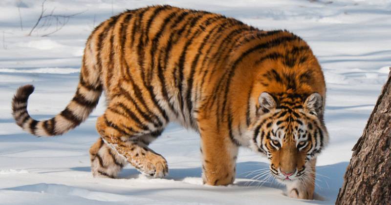 Житель Приморья хранил в&nbsp;морозилке тушу тигра