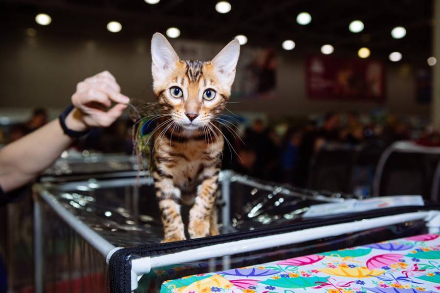 Больше 40&nbsp;пород кошек привезут со всего мира на выставку Winter Cat Show