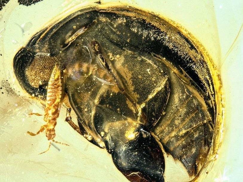 Найденный в янтаре жук оказался древнейшим насекомым-опылителем