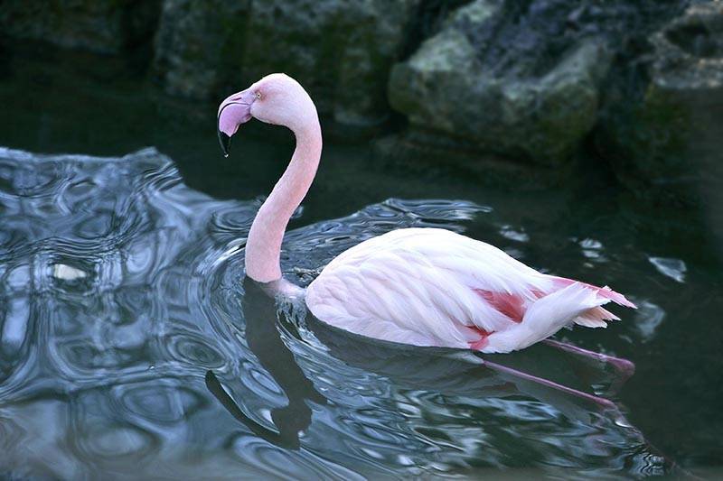 Розовый фламинго случайно прилетел в Якутию и едва не замерз