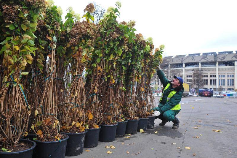 На благоустроенных улицах, у станций метро и МЦД высадят 10 тысяч растений