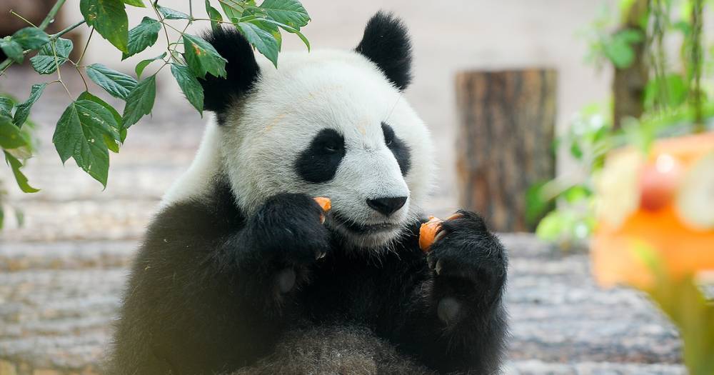 В Московском зоопарке рассказали о настроении панд в дождь