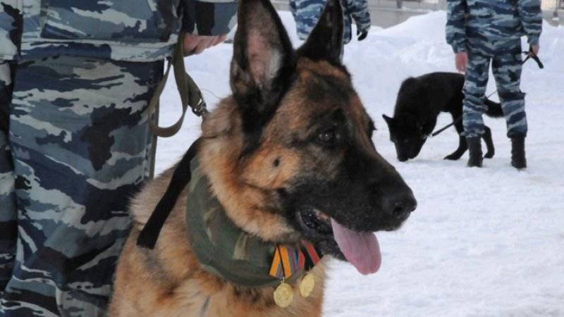 Приют для собак-ветеранов МЧС планируют создать в России