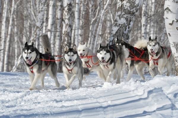 В арктической бригаде Северного флота будут служить ездовые собаки