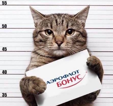 "Бро - не багаж": россияне поддержали толстого кота мемами