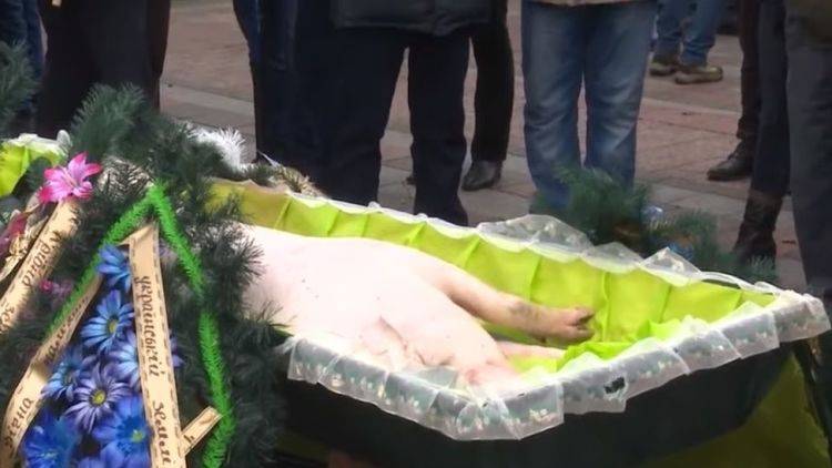 Украинские активисты "подложили" мертвую свинью к Верховной Раде
