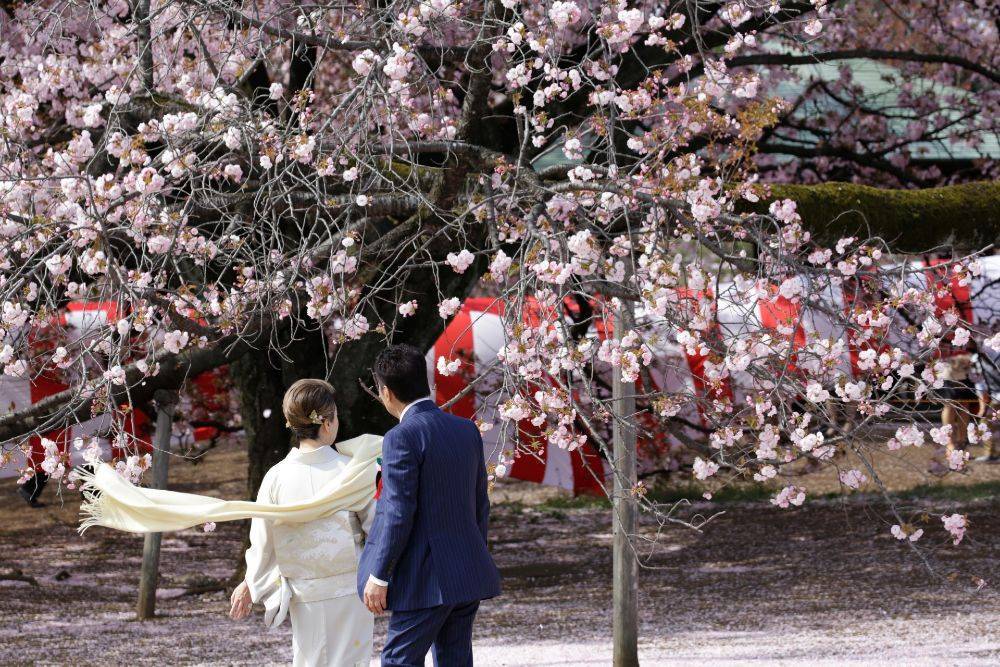Японское правительство отменило официальный прием любования сакурой, который проводили с 1952 года