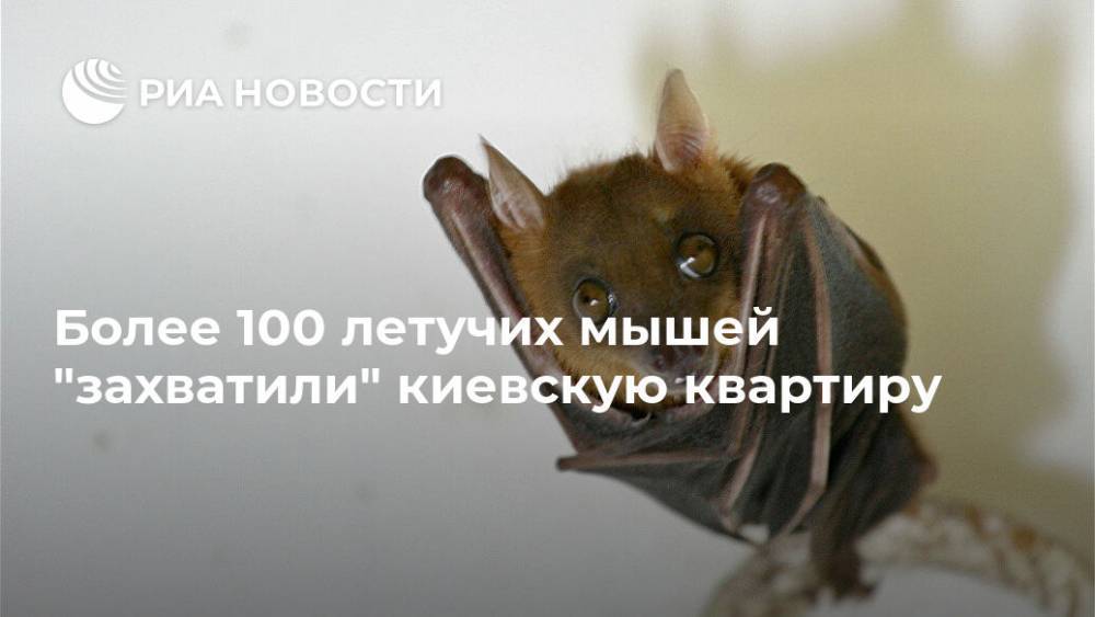 Более 100 летучих мышей "захватили" киевскую квартиру