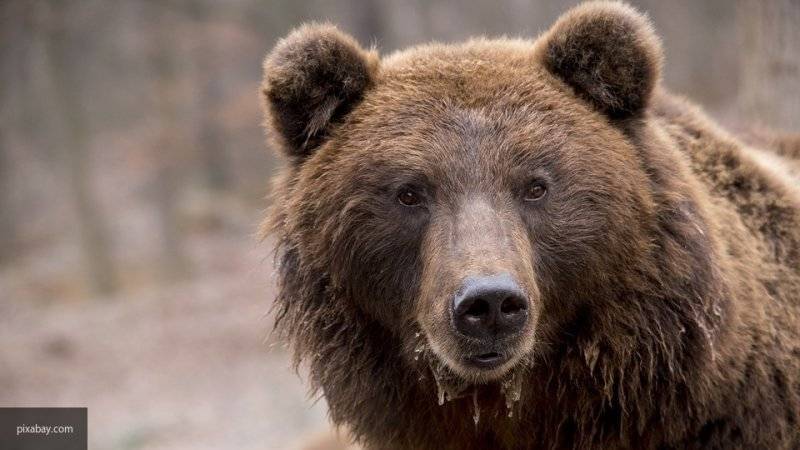 Контрабандисты хотели вывезти из России более 240 лап медведей