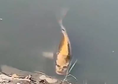 В Китае обнаружили жуткую рыбу с человеческим "лицом"