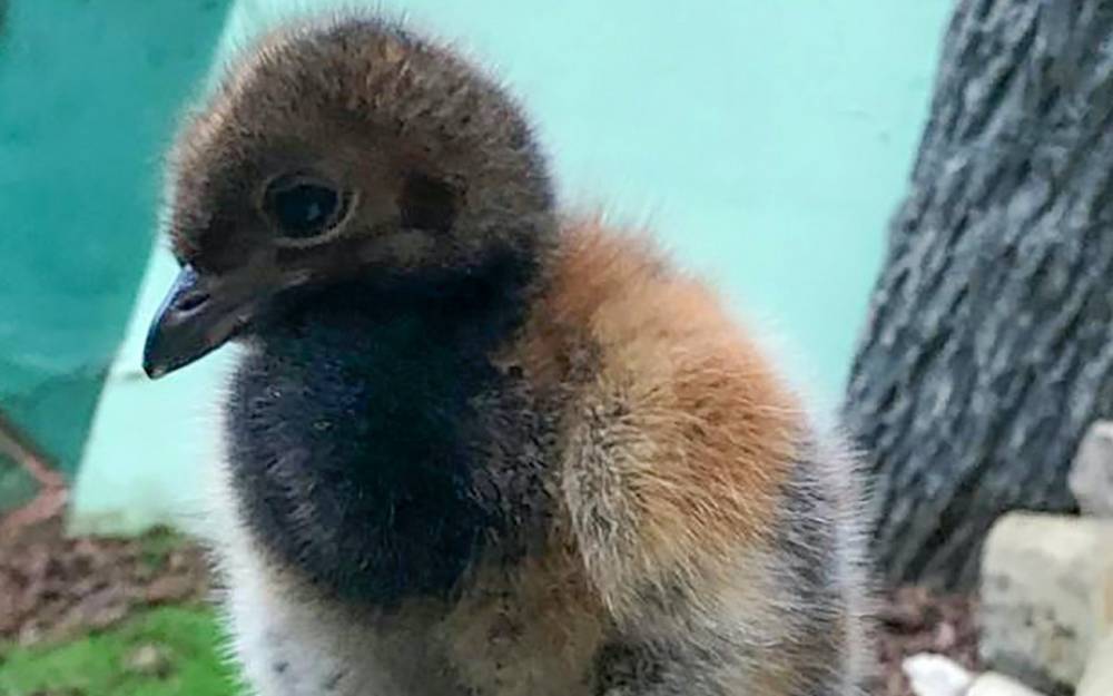 Птенец редкого сероспинного трубача вылупился в Московском зоопарке