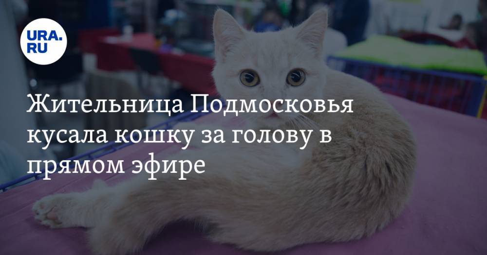 Жительница Подмосковья кусала кошку за голову в прямом эфире
