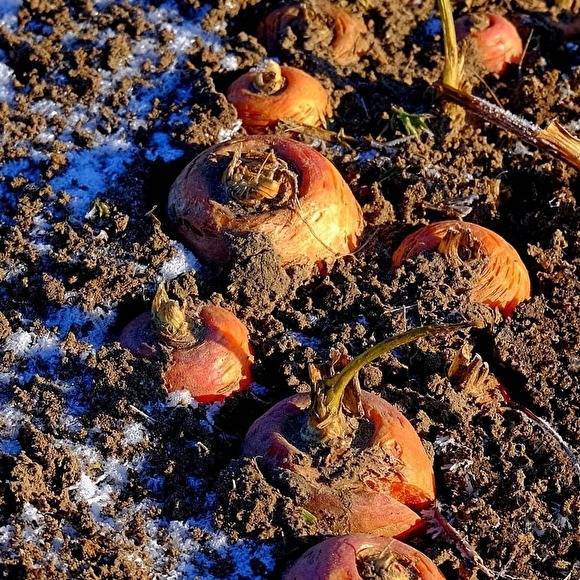В Тюменском районе замерзли поля овощей — их не успели убрать