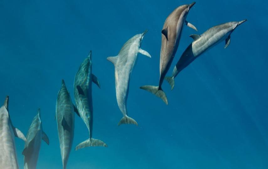 Третий раз за месяц. На пляжи Одессы вынесло мертвых дельфинов (Фото)