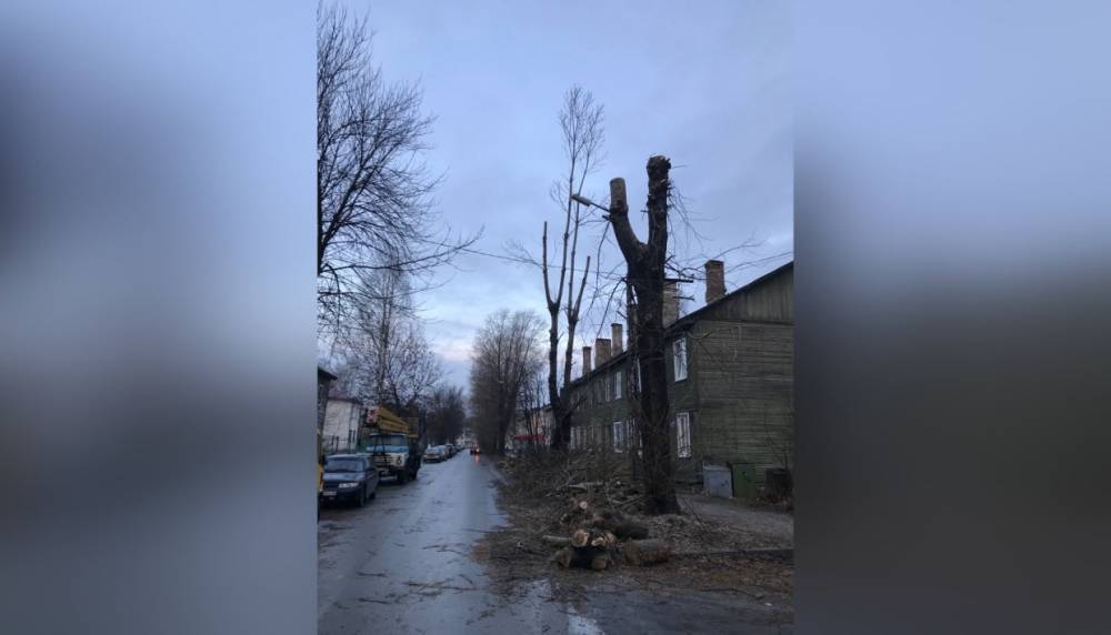 Аварийные и сухостойные деревья продолжают сносить в Петрозаводске