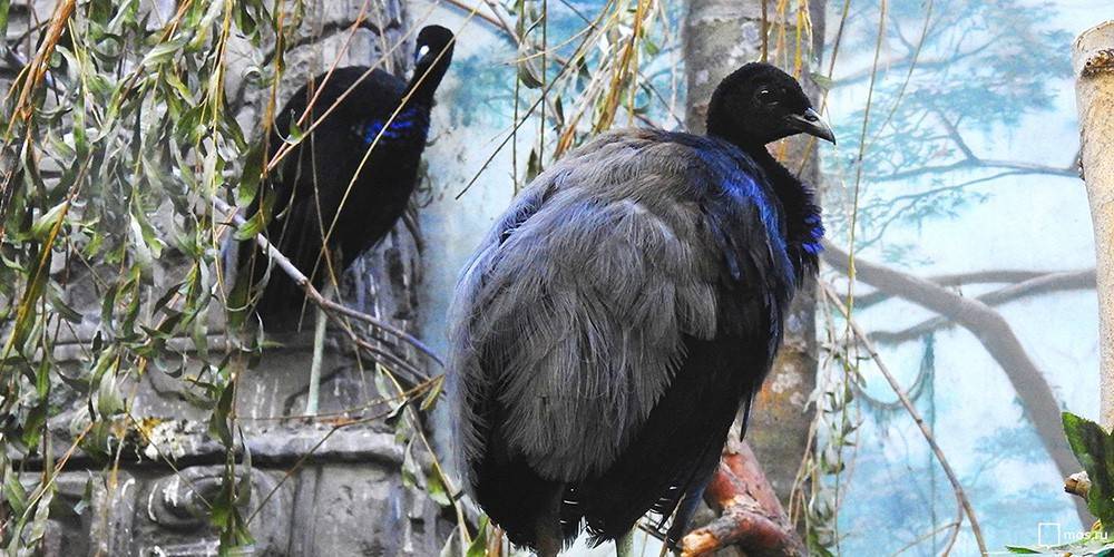 Птенец сероспинного трубача появился на свет в Московском зоопарке