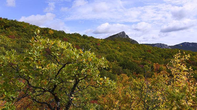 В Крыму хотят высадить более 200 га лесов до конца года