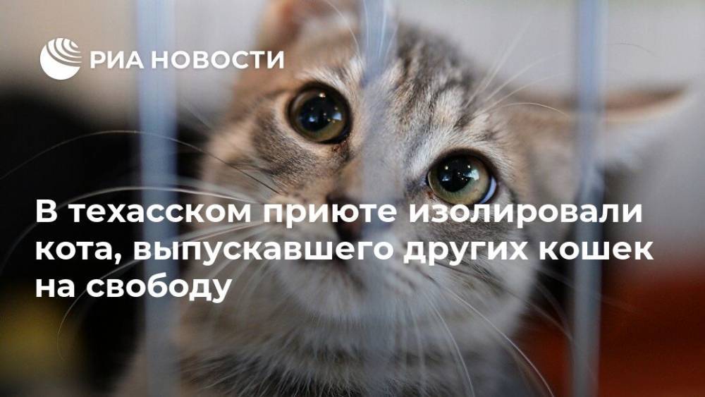 Кот из приюта помещен в "одиночную камеру" за помощь другим кошкам в побеге - ria.ru - Москва - США