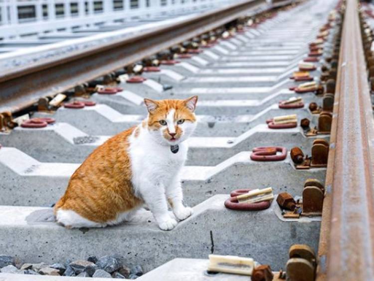 Оператор поездов в Крым пообещал разрешить перевозку котов любого веса