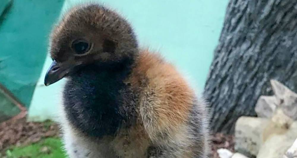 Птенец сероспинного трубача родился в Московском зоопарке