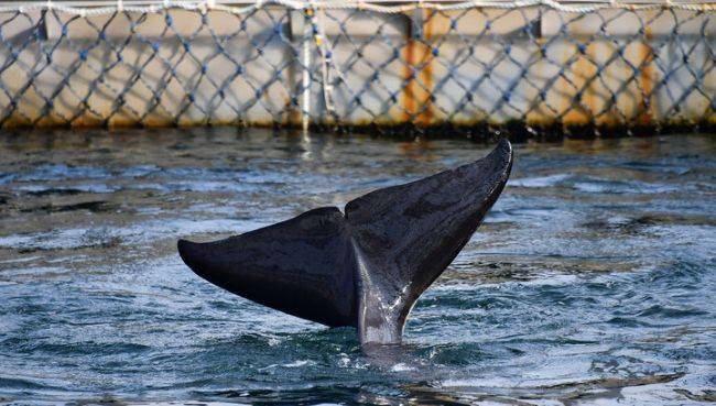 Из «китовой тюрьмы» в Приморье освободили всех белух