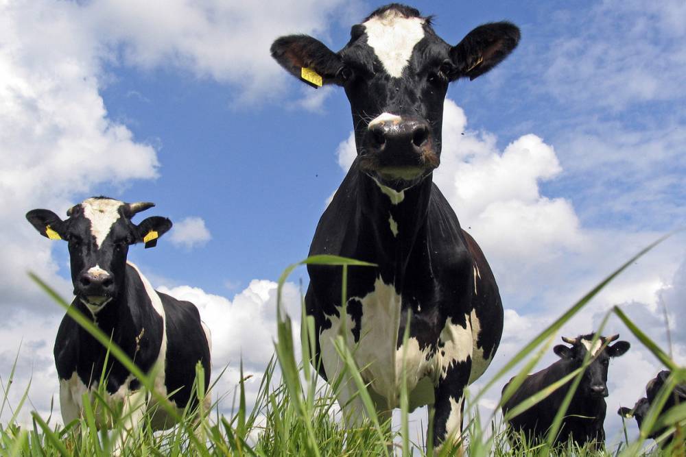 В США спустя два месяца нашли живыми коров, унесенных цунами