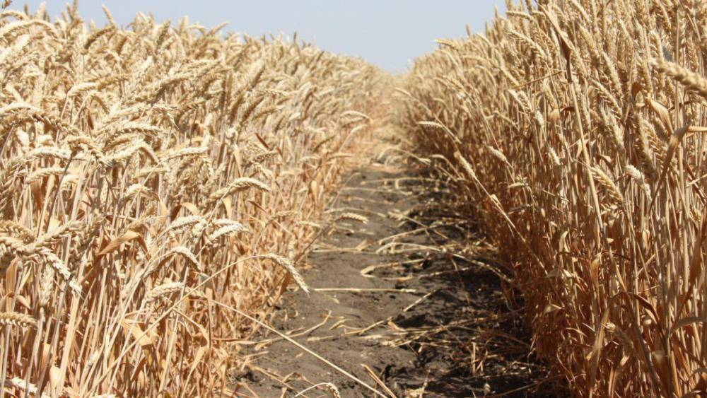 «Новгородский бекон» получил пшеницу с частями сорняков