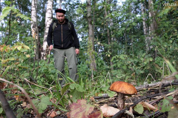 Союз грибников России рассказал, какие грибы еще можно найти в Подмосковье
