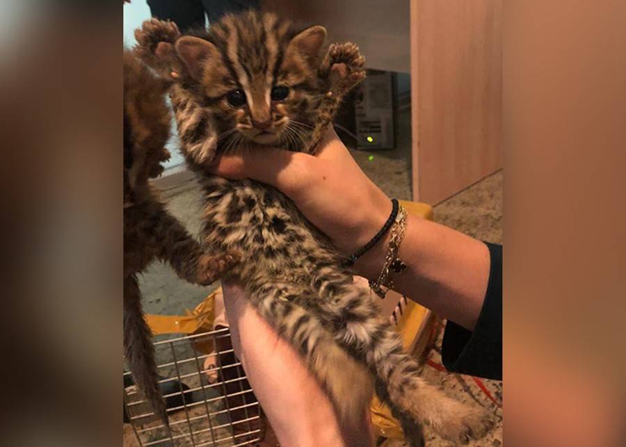 В Шереметьево пресекли незаконный ввоз двух детенышей азиатской леопардовой кошки