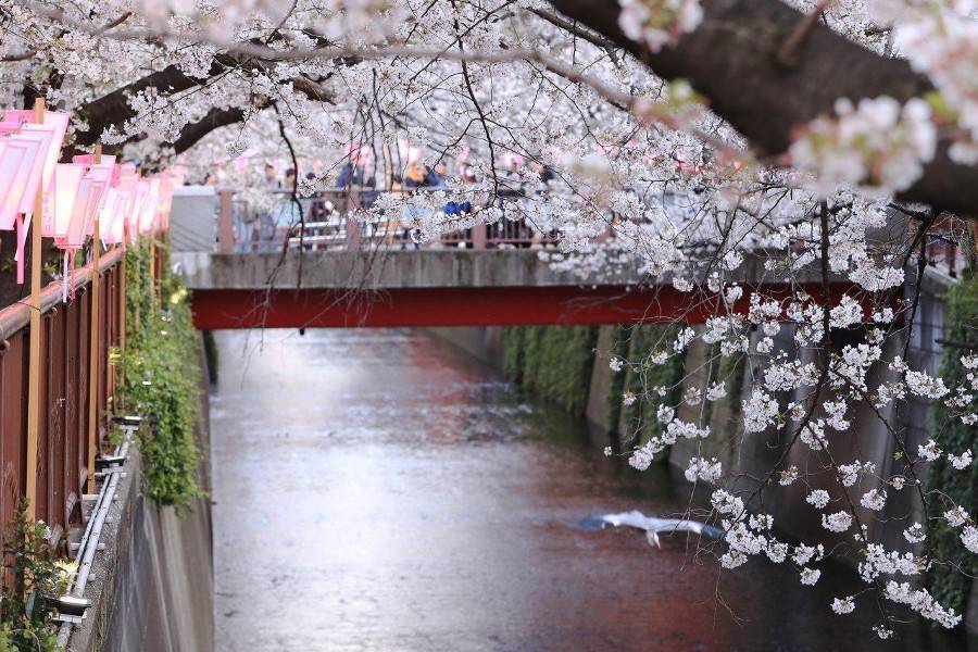 В Японии сократят число гостей на приемах по любованию сакурой после скандала