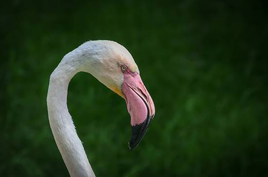 На озере в Якутии обнаружили фламинго