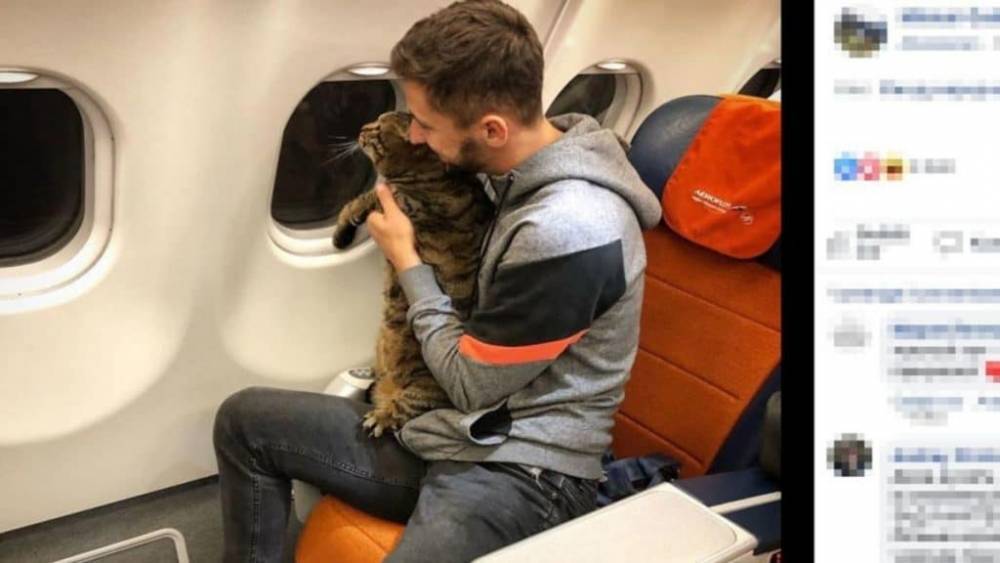 Откормленного кота не разрешили брать в салон самолета, но хозяин придумал, как обхитрить проверяющих