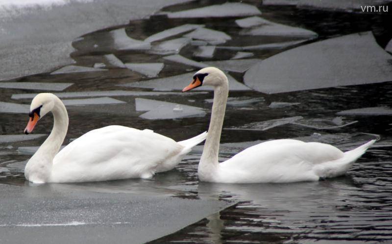 Синьгу и лебедя-кликуна впервые заметили в парке «Лосиный остров»