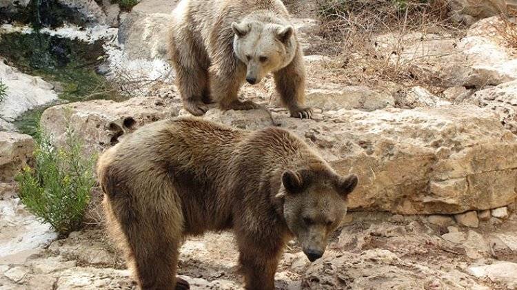 Искупавшиеся в бассейне SPA-салона медведи попали на видео