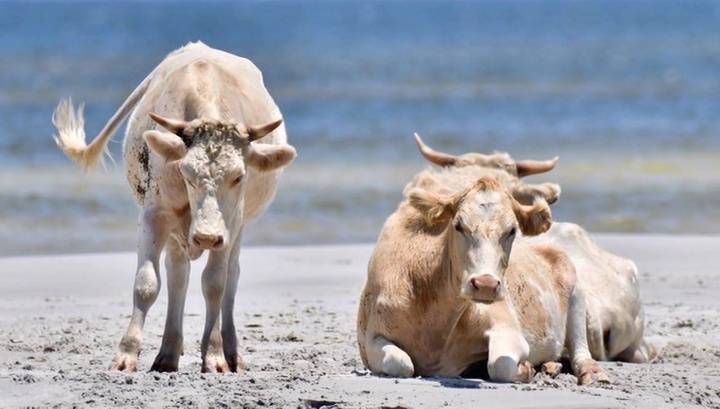 В США живыми нашли трех коров, которых несколько месяцев назад унесло цунами
