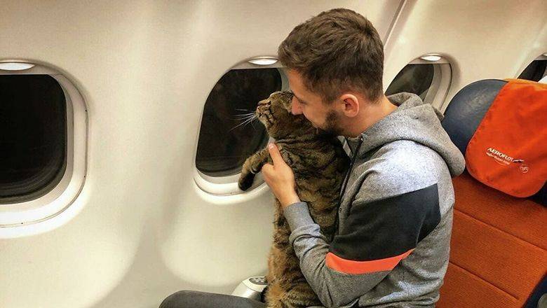 Скандал с толстым котом в самолете дошел до Госдумы