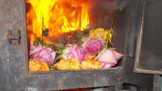 В Петербурге сожгли десять тысяч зараженных цветов