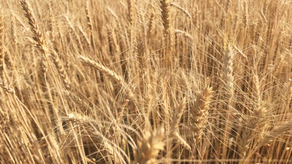 Псковская область стала третьей в округе по урожаю зерна