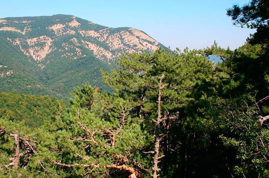 В Крыму до конца года высадят 222 гектара лесов