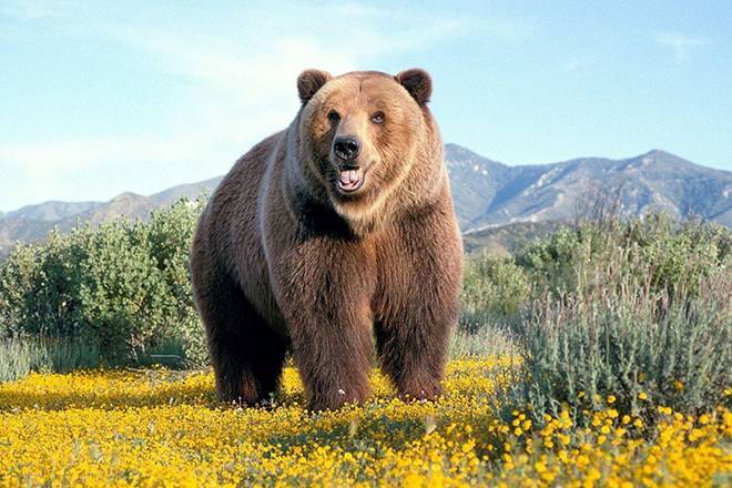 Владелец двух крымских зоопарков решил убить около 30 медведей