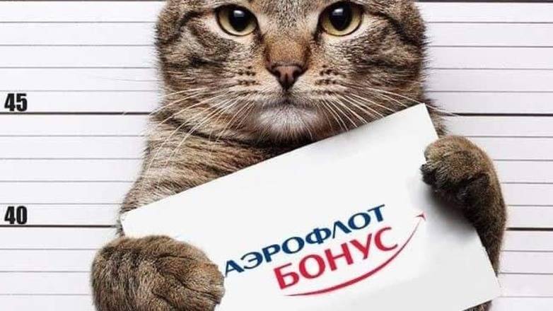 За кота ответишь! Рунет наводнили фотожабы, высмеивающие "Аэрофлот"