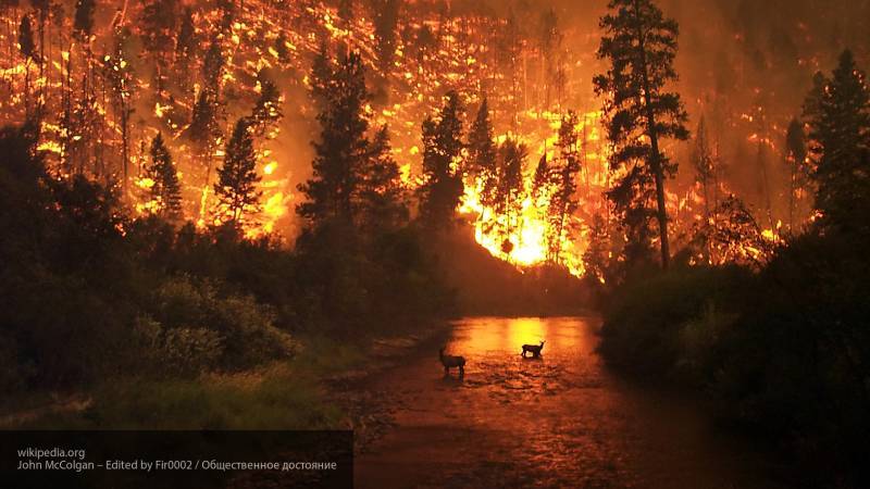 Режим ЧС из-за обильных лесных пожаров объявлен в Новом Южном Уэльсе в Австралии