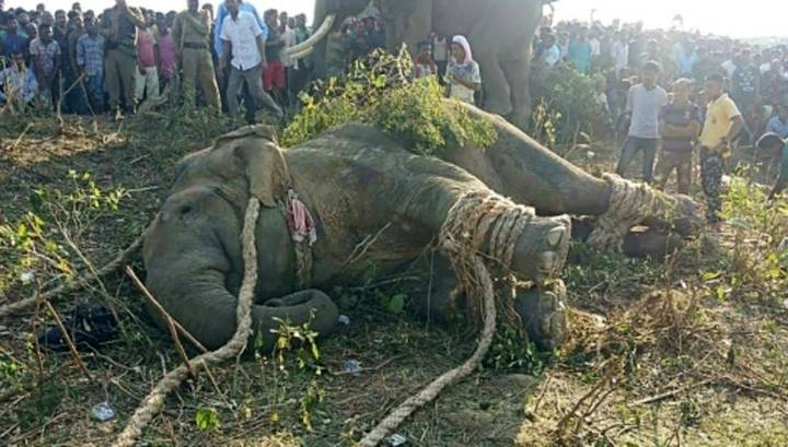 В Индии обезврежен слон бен Ладен, убивший пятерых человек