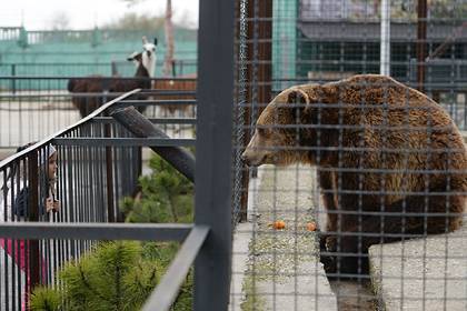 Владелец российского сафари-парка решил отстреливать «лишних» медведей